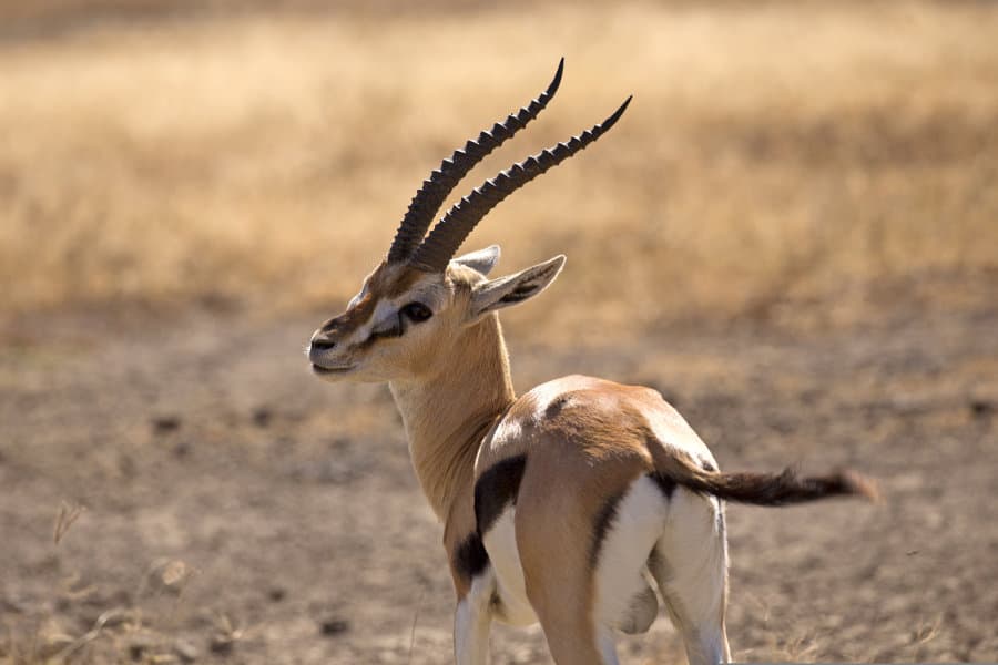 Thompsons’s Gazelle
