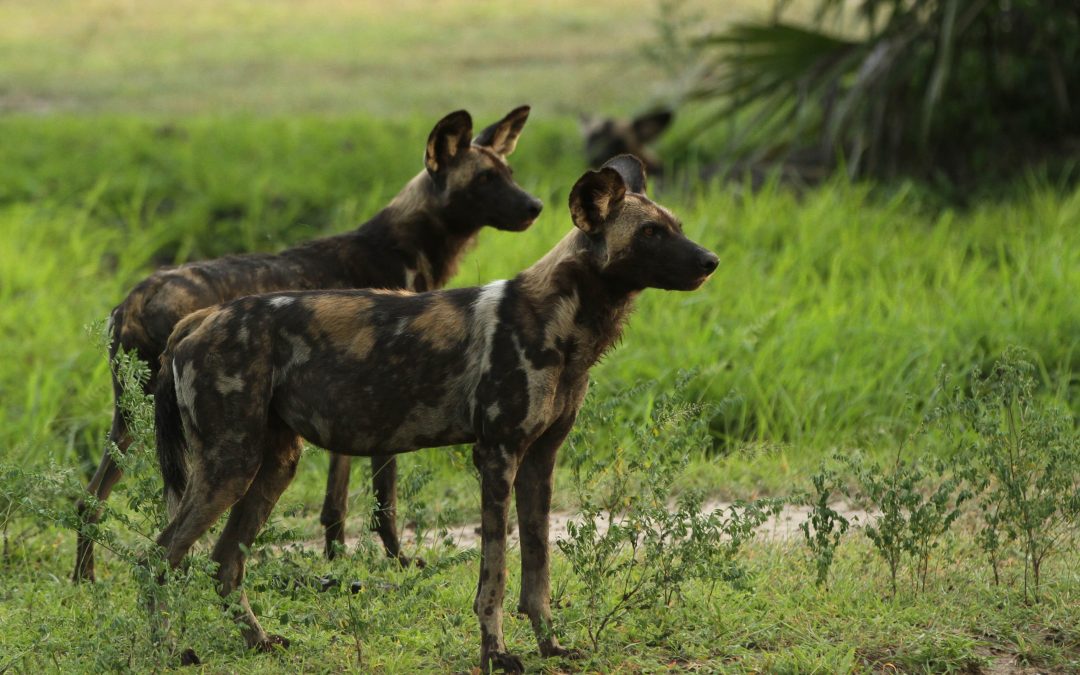 African wild dogs