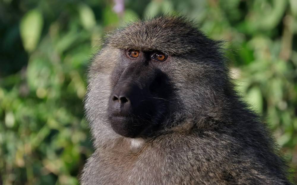 Baboon