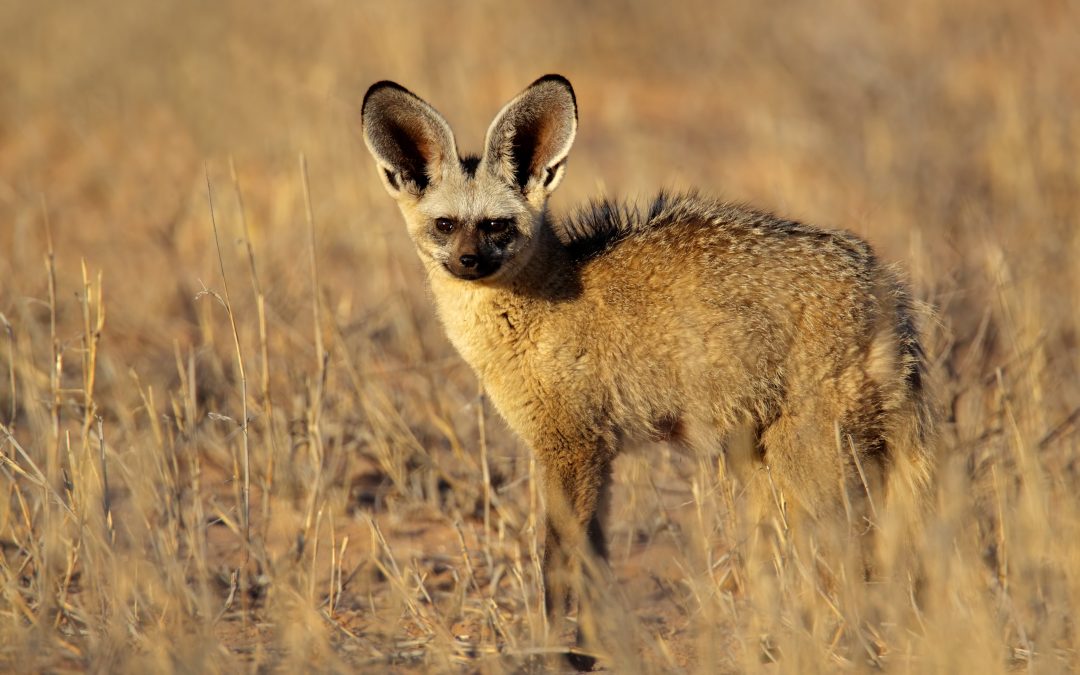 Bat eared Fox