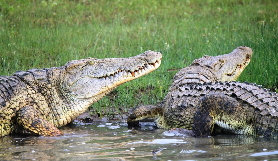 Nile Crocodile