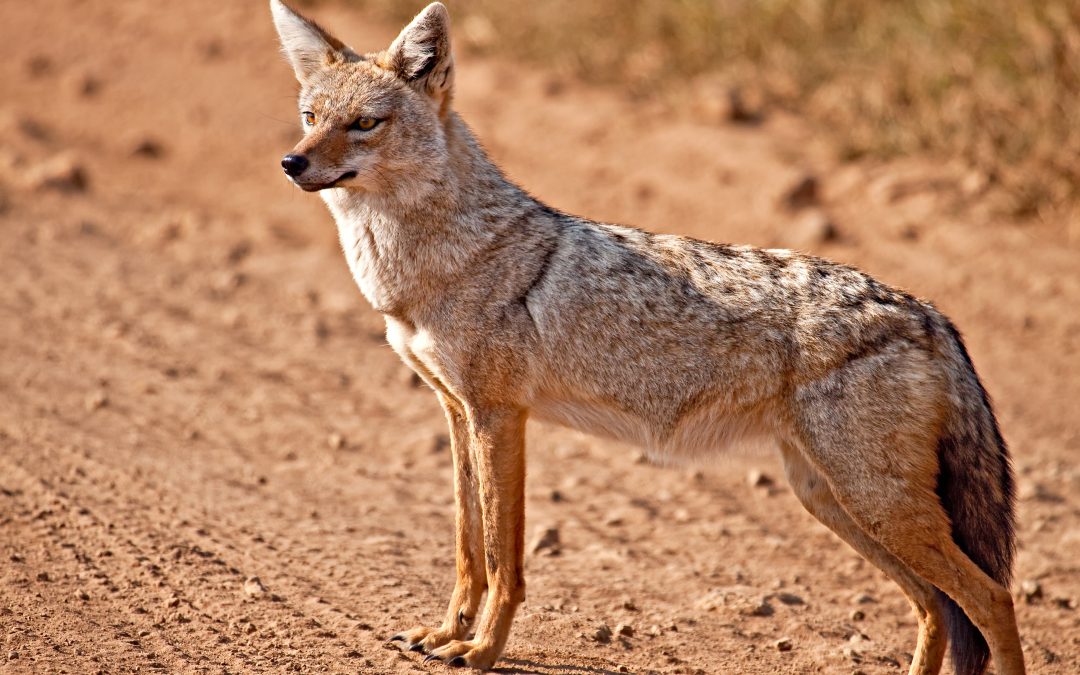 Golden Jackal