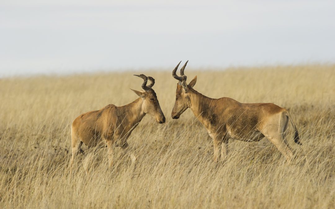 Coke’s Hartebeest