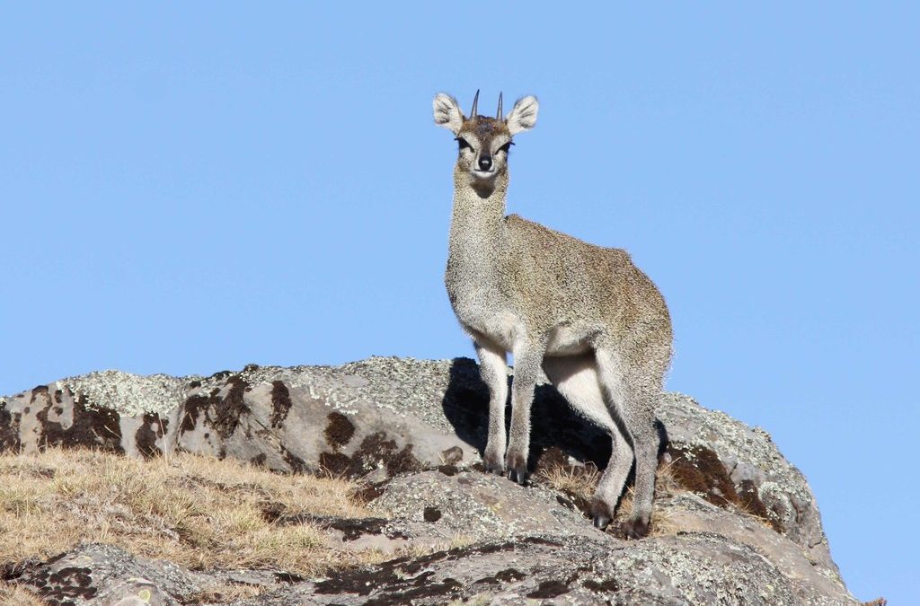 Klipspringer