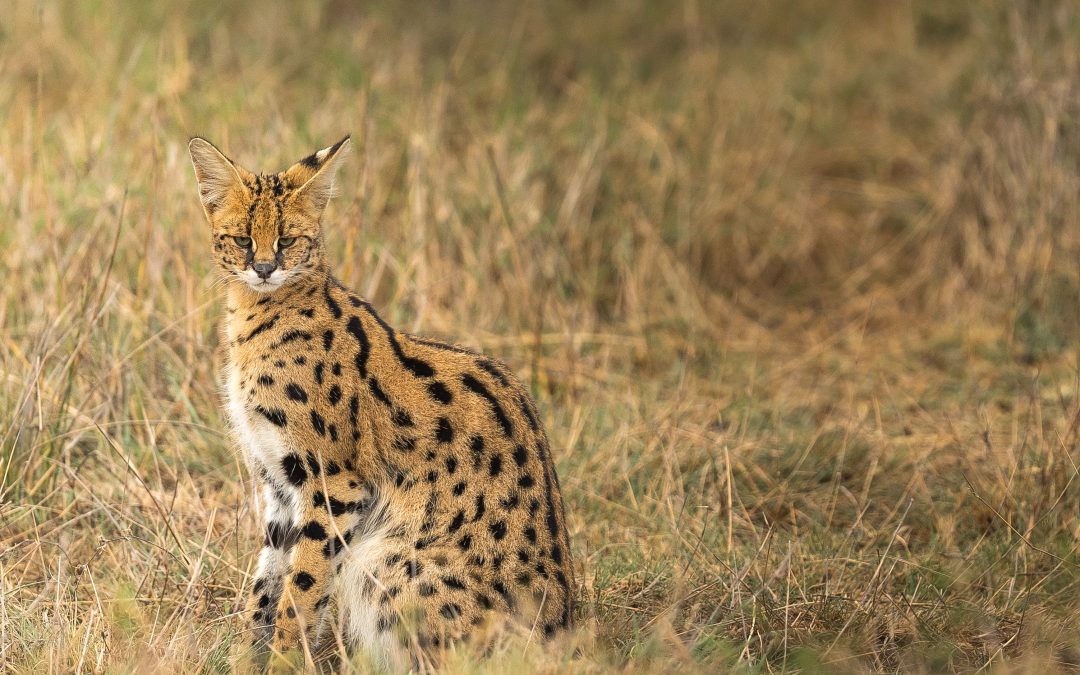 Serval Cat
