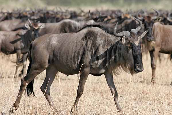 Wildebeest