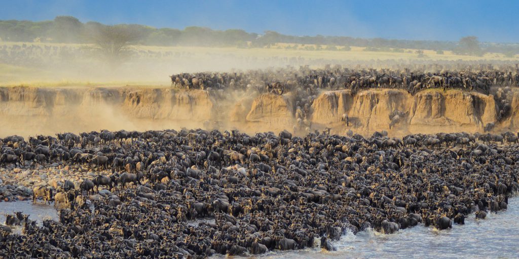 The Serengeti wildebeest