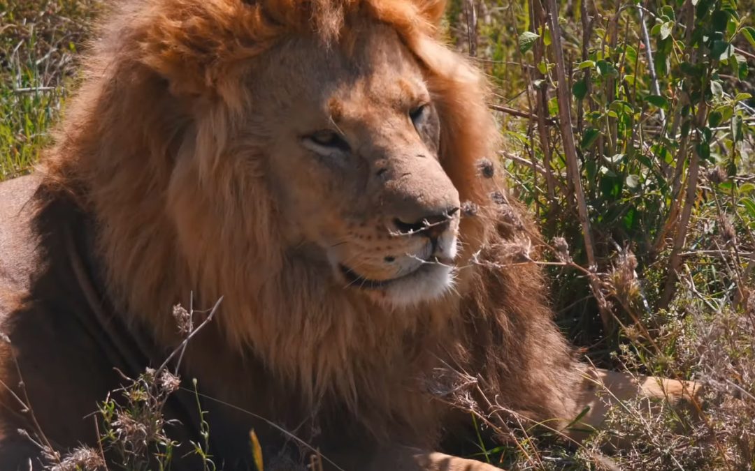 Best Safari Destinations in Africa