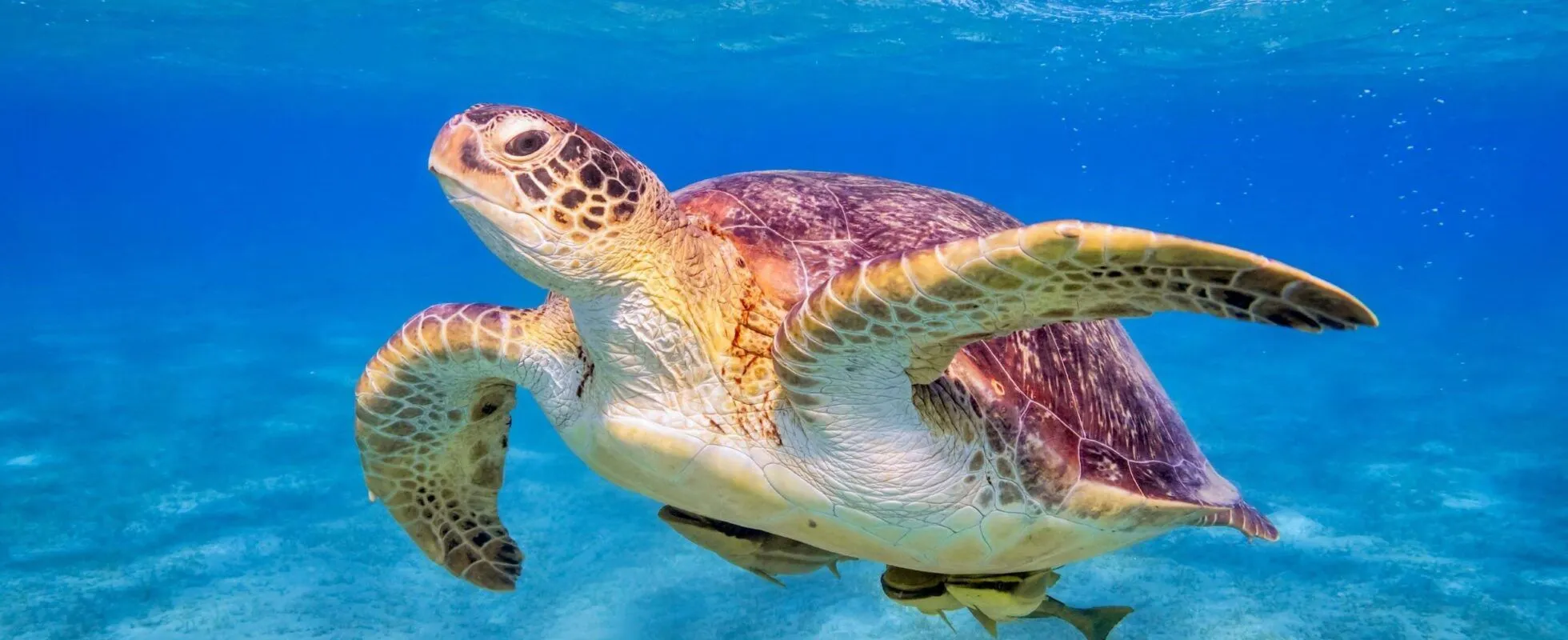 Zanzibar sea turtle