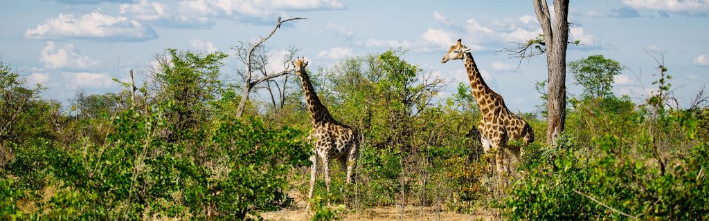 Two friendly giraffes at Ngorongoro