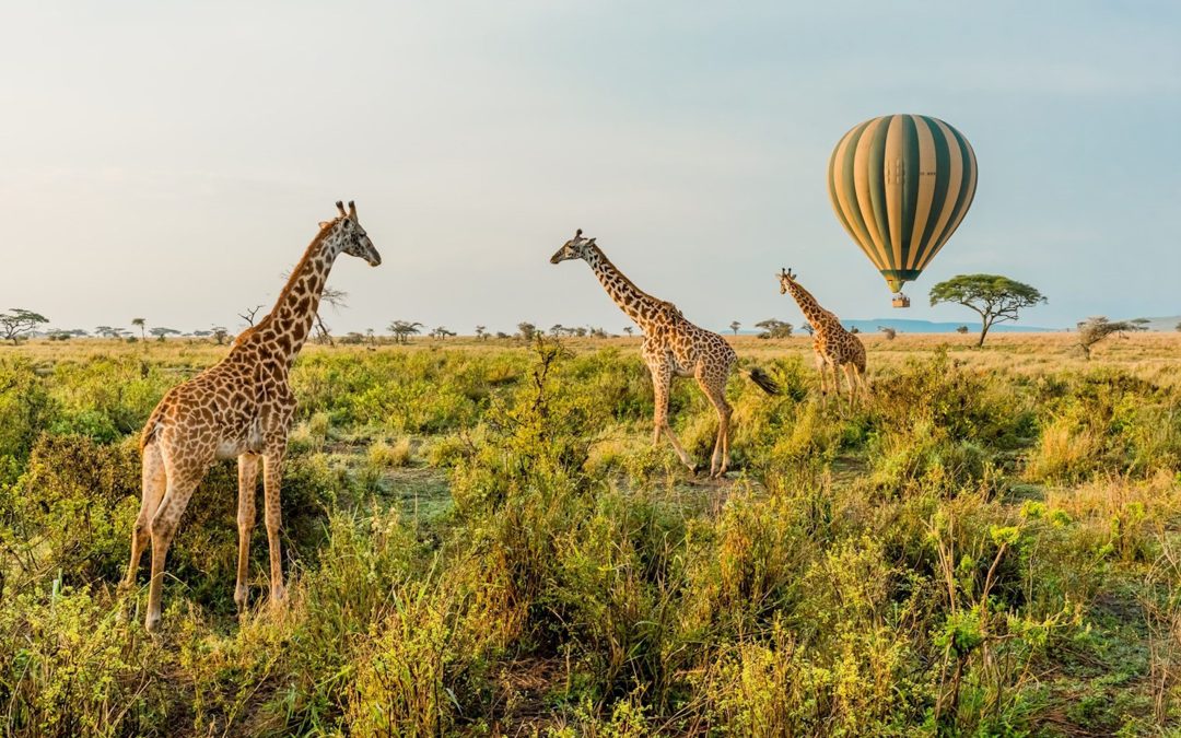 Serengeti Balloon Safaris & Tours