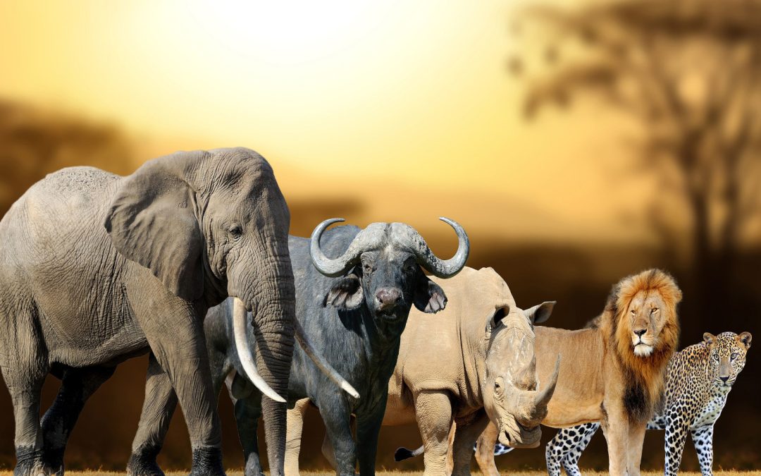 Tanzania Serengeti Big Five Safaris & Tours