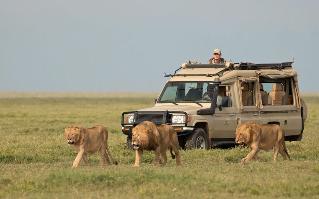 Serengeti Wildlife Game Drive Safaris